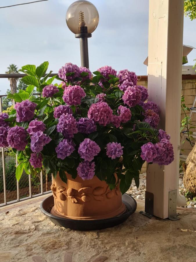 B&B La Casa Di Martina Zambrone Kamer foto