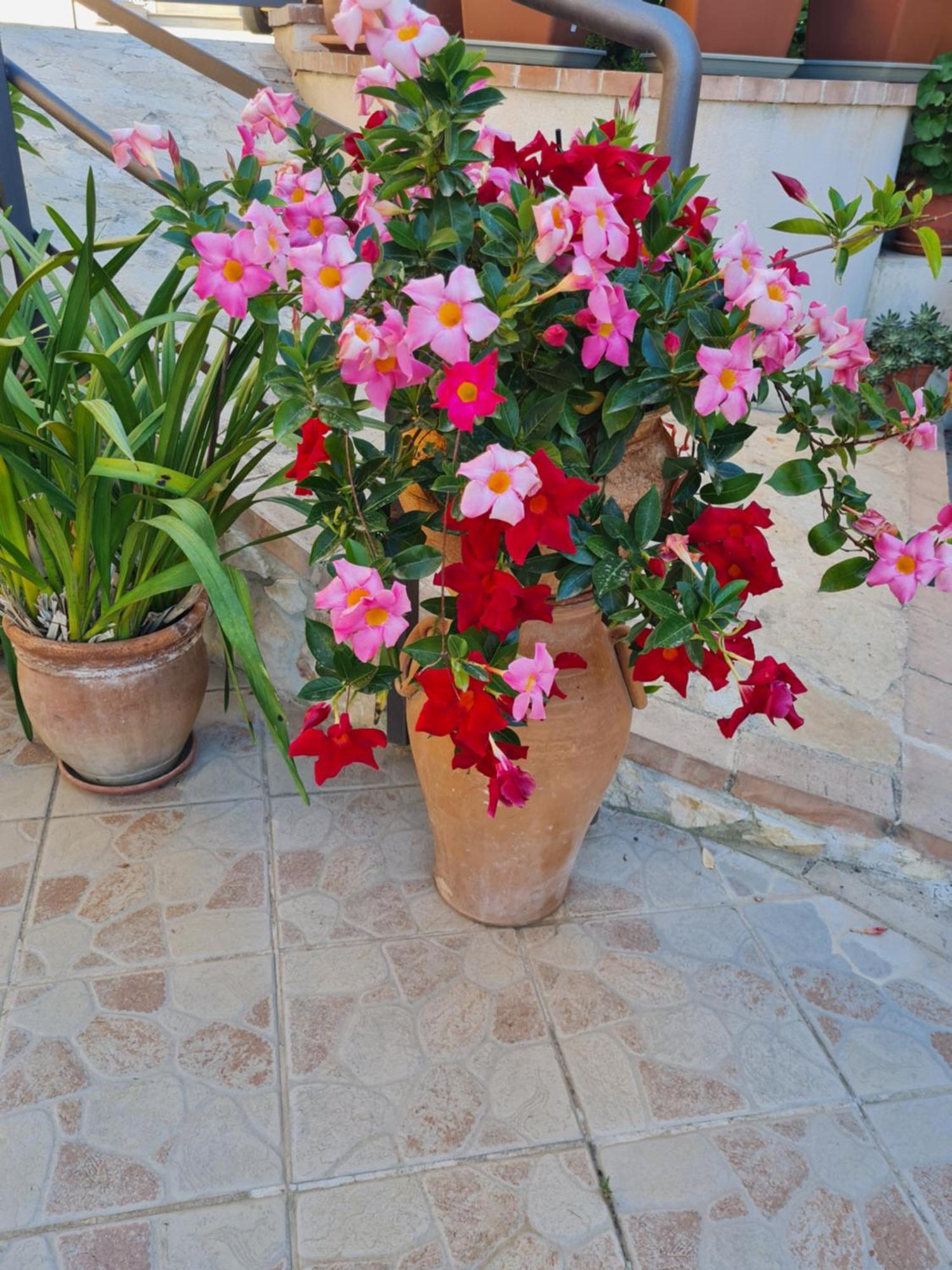 B&B La Casa Di Martina Zambrone Buitenkant foto